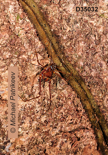 Santinezia serratotibialis (Cranaidae, Opiliones)